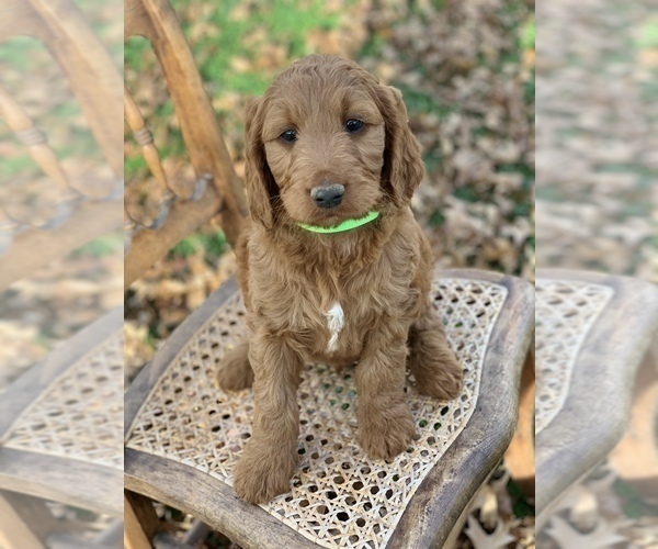 View Ad Irish Doodle Puppy for Sale near Ohio, WOOSTER, USA. ADN226972