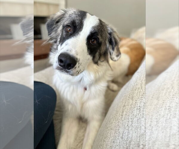 Medium Photo #7 Great Pyrenees Puppy For Sale in Spring, TX, USA