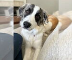 Small #6 Great Pyrenees