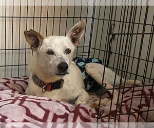Yo-Yo - Male Mutt Dog for Adoption - Photo #10