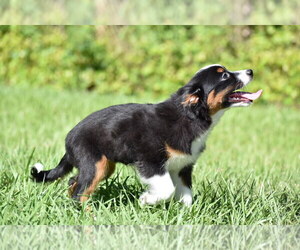 Miniature Australian Shepherd Puppy for sale in PALM COAST, FL, USA