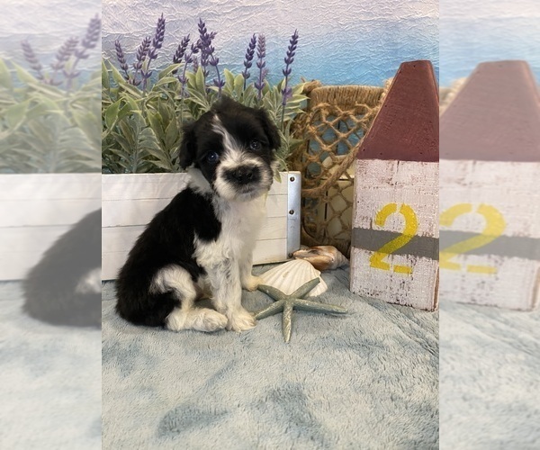 Medium Photo #10 Portuguese Water Dog Puppy For Sale in FRANKLIN, TN, USA