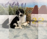 Small Photo #10 Portuguese Water Dog Puppy For Sale in FRANKLIN, TN, USA