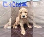 Small Photo #5 Goldendoodle Puppy For Sale in FYFFE, AL, USA