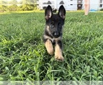 Puppy Riley German Shepherd Dog