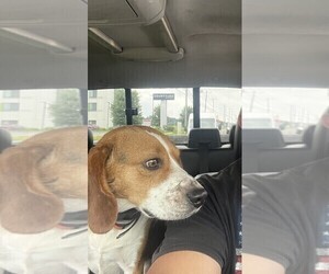 Beagle Puppy for sale in NEW BRITAIN, CT, USA
