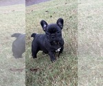 Litter of 5 - Female French BulldogLitter of Puppies for Sale - Small photo