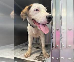 American Staffordshire Terrier-Unknown Mix Dogs for adoption in San Antonio, TX, USA