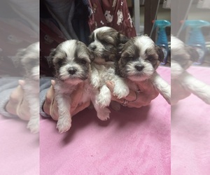 Shih Tzu Puppy for sale in CANONSBURG, PA, USA