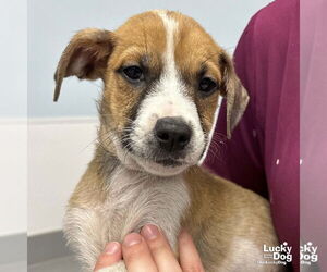 Mutt Dogs for adoption in Washington, DC, USA