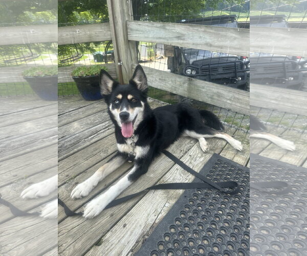 Medium Photo #4 Siberian Husky-Unknown Mix Puppy For Sale in Mouth Of Wilson, VA, USA