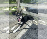 Small #3 Siberian Husky Mix