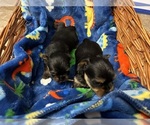 Small Photo #32 Yorkshire Terrier Puppy For Sale in BRIDGETON, NJ, USA