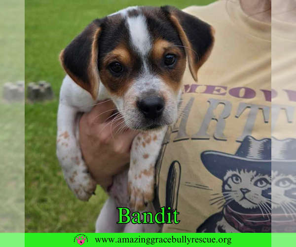 Medium Photo #6 Mutt Puppy For Sale in Pensacola, FL, USA