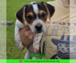 Small #5 Mutt