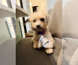 Penny - Female Mutt Dog for Adoption - Photo #6