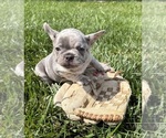 Small #1 French Bulldog