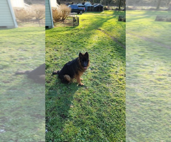 Medium Photo #4 German Shepherd Dog Puppy For Sale in LAKE STEVENS, WA, USA
