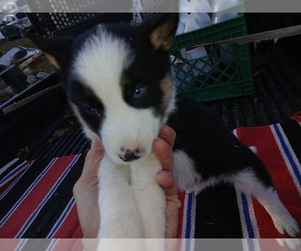 Medium Photo #2 Siberian Husky Puppy For Sale in LONG EDDY, NY, USA