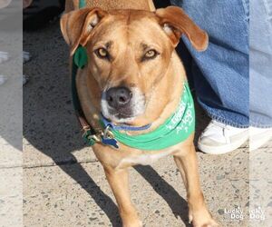 Labrador Retriever-Unknown Mix Dogs for adoption in Washington, DC, USA