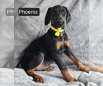 Small #4 Doberman Pinscher