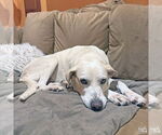 Small #4 Labrador Retriever Mix