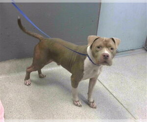 American Staffordshire Terrier Dogs for adoption in Tallahassee, FL, USA