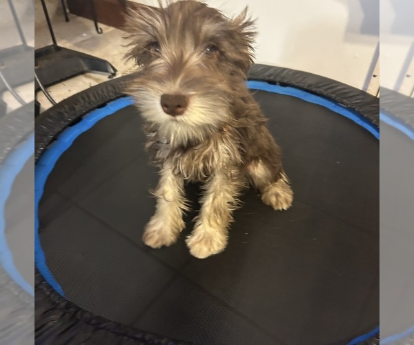 Medium Photo #48 Schnauzer (Miniature) Puppy For Sale in BRIDGETON, NJ, USA