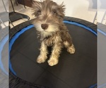 Small #47 Schnauzer (Miniature)