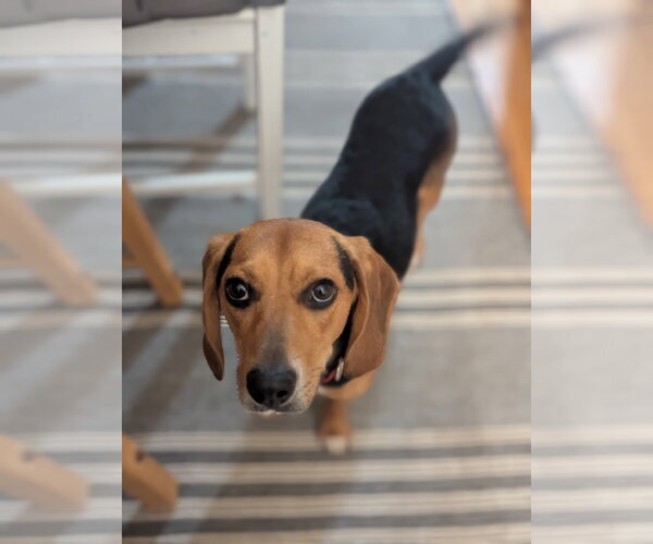 Medium Photo #1 Beagle Puppy For Sale in Crystal, MN, USA
