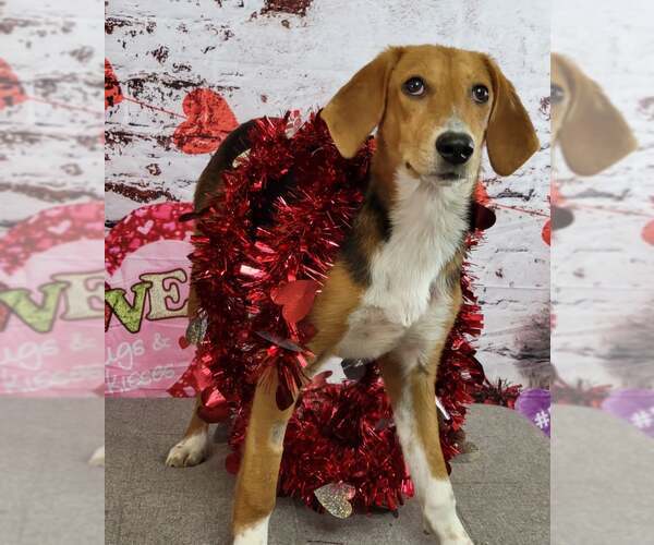 Medium Photo #11 Beagle-Unknown Mix Puppy For Sale in Las Vegas, NV, USA