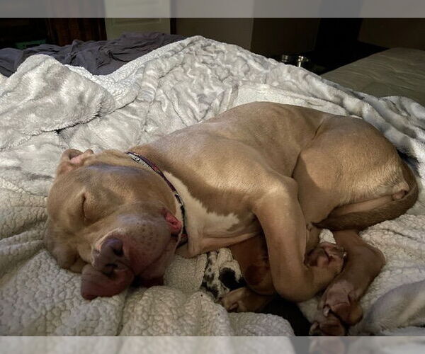 Medium Photo #3 American Bulldog-Unknown Mix Puppy For Sale in Omaha, NE, USA