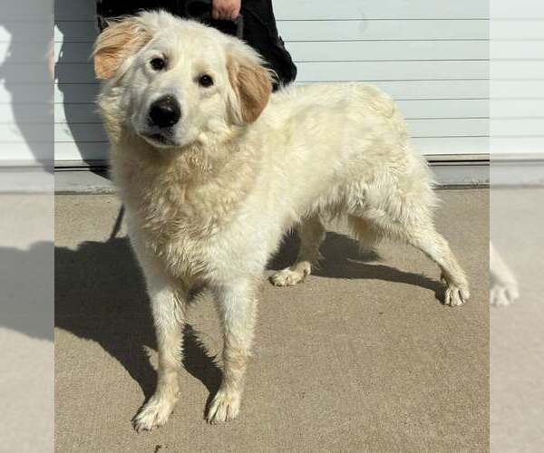 Medium Photo #3 Great Pyrenees-Unknown Mix Puppy For Sale in Croydon, NH, USA