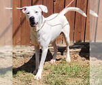 Small #1 Dogo Argentino Mix