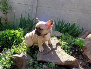 French Bulldog Puppy for sale in WEST PALM BEACH, FL, USA