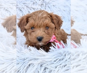 Goldendoodle (Miniature) Puppy for sale in ORLANDO, FL, USA