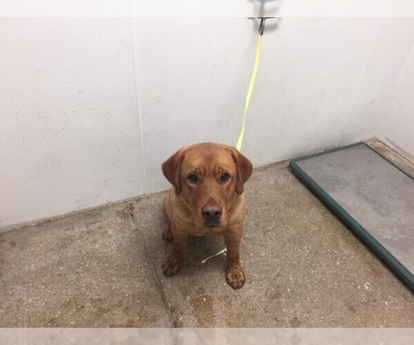 Medium Photo #1 Labrador Retriever-Unknown Mix Puppy For Sale in Lawrence, KS, USA