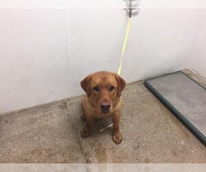 Labrador Retriever-Unknown Mix Dogs for adoption in Lawrence, KS, USA