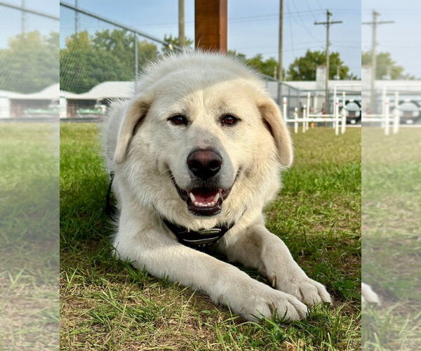 Medium Photo #3 Great Pyrenees-Unknown Mix Puppy For Sale in South Bend, IN, USA