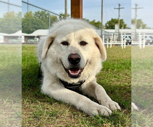 Clark - Male Great Pyrenees-Unknown Mix Dog for Adoption - Photo #3
