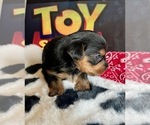 Small #8 Yorkshire Terrier