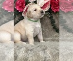 Small Photo #13 Golden Retriever Puppy For Sale in BRANDON, FL, USA
