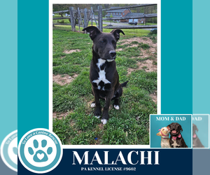 Malachi (Anabelle-Solomon Pup) 020726 - Male Borador Dog for Adoption - Photo #10