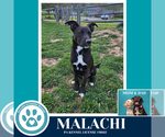 Small #9 Labrador Retriever Mix