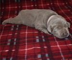 Small Photo #9 Labrador Retriever Puppy For Sale in EVERSON, WA, USA