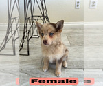 Small #1 Pomsky
