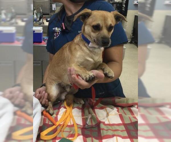 Medium Photo #1 Chihuahua-Unknown Mix Puppy For Sale in Riverside, CA, USA