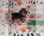 Small #8 Yorkshire Terrier