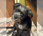 Small #3 Mutt