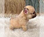 Small #3 French Bulldog